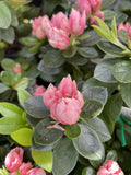 AZALEA CLIFFS CHOICE 17CM