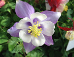 AQUILEGIA BLUE 14CM