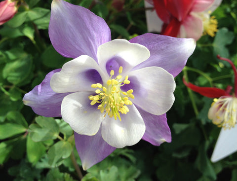 AQUILEGIA BLUE 14CM