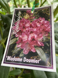RHODODENDRON MADAME DOUMIER 25CM