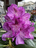 RHODODENDRON MADAME DOUMIER 25CM