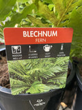 BLECHNUM SILVER LADY 17CM