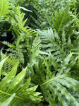 BLECHNUM SILVER LADY 17CM