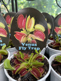 VENUS FLY TRAP 7CM
