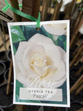 ROSE PASCALI 20CM 