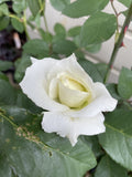 ROSE PASCALI 20CM 
