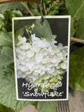 HYDRANGEA QUERCIFOLIA SNOWFLAKE 20CM