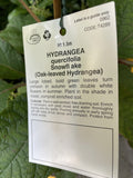 HYDRANGEA QUERCIFOLIA SNOWFLAKE 20CM