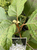 HYDRANGEA QUERCIFOLIA SNOWFLAKE 20CM