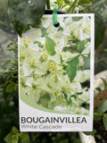 BOUGAINVILLEA 20CM