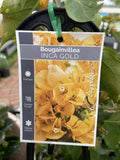 BOUGAINVILLEA 20CM