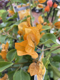 BOUGAINVILLEA 20CM