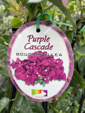 BOUGAINVILLEA 20CM