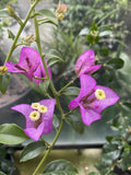 BOUGAINVILLEA 20CM
