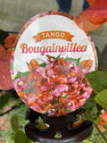 BOUGAINVILLEA 20CM