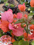 BOUGAINVILLEA 20CM