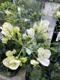 BOUGAINVILLEA 20CM