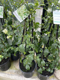 BOUGAINVILLEA 20CM