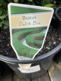 BUXUS SUFFRUITICOSA 14CM