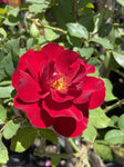 ROSE RUBY CELEBRATION 20CM 