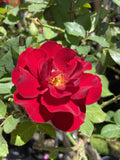 ROSE RUBY CELEBRATION 20CM 
