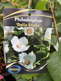 PHILADELPHUS BELLE ETOILLE 20CM