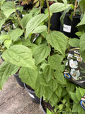 PHILADELPHUS BELLE ETOILLE 20CM