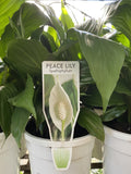 SPATHIPHYLLUM 17CM