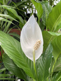 SPATHIPHYLLUM 17CM