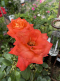 ROSA DELBARD FRANCE LIBRE 20CM 