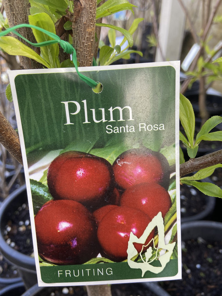PLUM SANTA ROSA 33CM – Poyntons Nursery