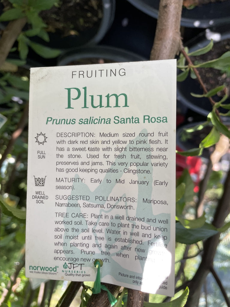 PLUM SANTA ROSA 33CM – Poyntons Nursery