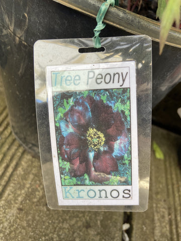 PEONY KRONOS 20CM 