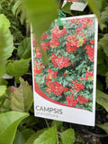 CAMPSIS GRANDIFLORA 14CM