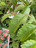 CAMPSIS GRANDIFLORA 14CM