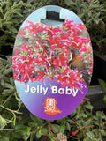 GREVILLEA JELLY BABY 14CM