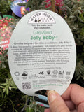 GREVILLEA JELLY BABY 14CM