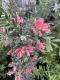 GREVILLEA JELLY BABY 14CM