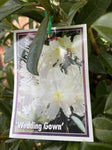 RHODODENDRON WEDDING GOWN 20CM