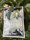 RHODODENDRON WEDDING GOWN 20CM