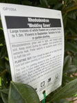 RHODODENDRON WEDDING GOWN 20CM