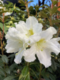 RHODODENDRON WEDDING GOWN 20CM