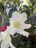 RHODODENDRON WEDDING GOWN 20CM