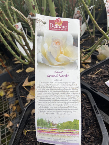 ROSE DELBARD GRAND NORD 20CM 