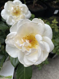 ROSE DELBARD GRAND NORD 20CM 