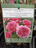 ROSE DAVID AUSTIN PRINCESS ALEXANDRA OF KENT BARE ROOT 