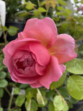ROSE DAVID AUSTIN PRINCESS ALEXANDRA OF KENT BARE ROOT 