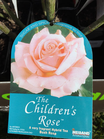 ROSA THE CHILDRENS ROSE 20CM 