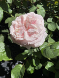 ROSA THE CHILDRENS ROSE 20CM 