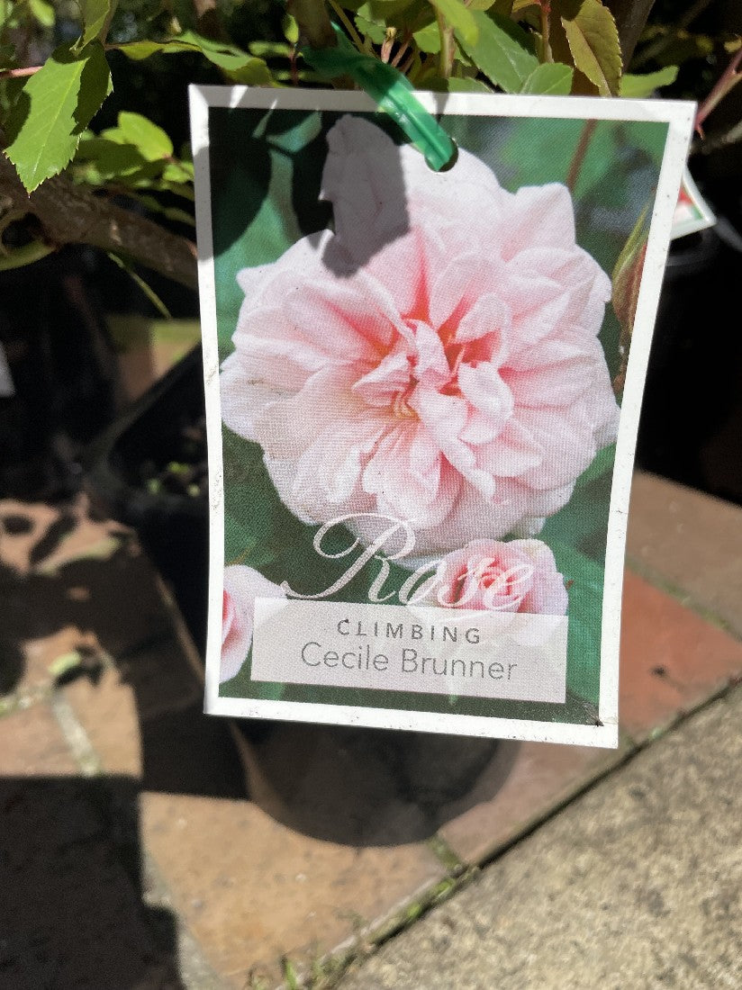 ROSA CECILE BRUNNER 20CM – Poyntons Nursery